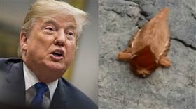 貓毛蟲 圖/翻攝自Trinidad & Tobago's Hunting & Fishing Facebook Group臉書