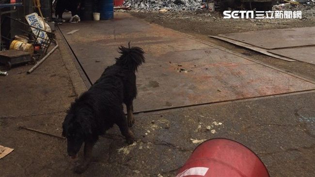 婦返家遭3惡犬啃咬　陳屍街頭24時
