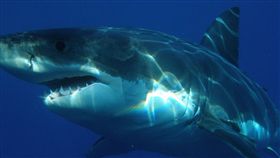 示意圖／大白鯊（圖／翻攝自Pixabay）