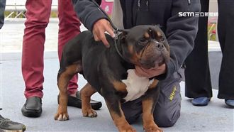 6百萬惡霸犬現身　名不符實愛撒嬌啦