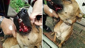 太可惡了！有一名女網友爆出，她隔壁鄰居持木棒毆打狗狗，導致狗狗的牙齦出血，而狗狗的飼主在年前已過世，沒想到鄰居竟以「狗很會吠，沒人教訓」理由持木棒打狗。警方表示，從網路貼文描述，該男子已觸犯《動物保護法》，會立刻傳訊當事人到案說明。（圖／翻攝自西螺囝仔(Xiluo)）