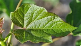 高雄,榮總,曼陀羅,野菜,中毒,瞳孔放大,神經毒(圖/翻攝 維基百科)