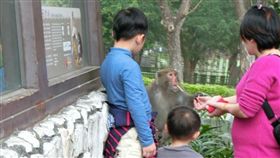 爆料公社,壽山動物園,餵猴子,吃薯條,動物園,台北市立動物園,不良示範