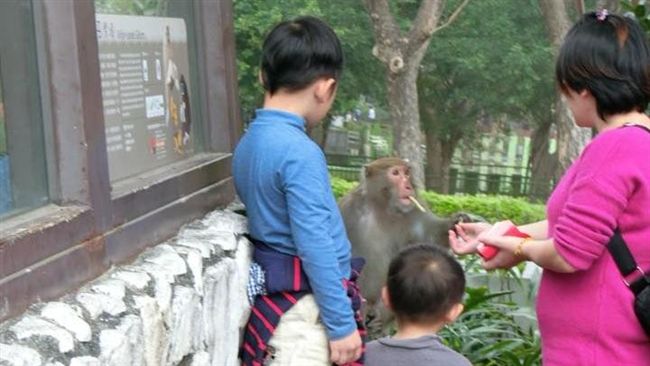住手！媽帶小孩遊動物園餵猴子吃薯條