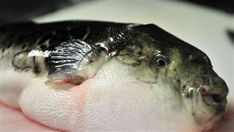 10大常見有毒食物　醫示警：恐一吃就致命