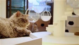 貓的生活提案,貓咖啡廳,小貓,貓咪。（圖／記者簡佑庭攝）