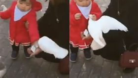 推特,瘋傳,影片,爆笑,小孩,家長,鴿子,霸氣,廣場
https://www.facebook.com/rodrigus/videos/10101972372102317/