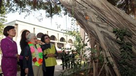 日籍校友,松尾美智子,高雄,老樹,校長,校園,雄女
中央社