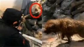 藏獒,大陸,雲南,攻擊,咬人,飼主,開槍,擊斃,狗,餵食, 圖/翻攝自環球網 https://goo.gl/Cd8o3M