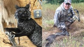 藍截尾貓,截尾貓,戰利品,狩獵,打獵,獵人,保育,絕種,皮草,毛皮,山貓,石虎　圖／翻攝自Cecil the Lion臉書　https://goo.gl/pt19Ez