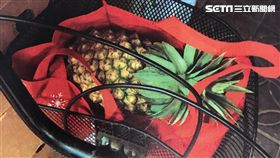 新北,鳳梨,旺來,偷竊,無罪,水果行(圖/翻攝畫面)