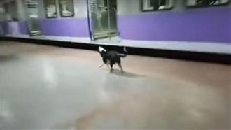 找女主人？母狗守候月台追火車2個月