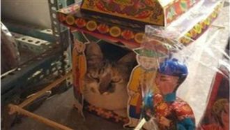 喵皇鑽紙紮轎子　網笑翻：皇上別鬧啦