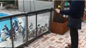 企鵝,溜溜球,日本,動物園,擺頭,靜岡,淡島海洋公園　圖／翻攝自推特