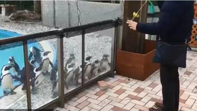 企鵝看溜溜球　結果情不自禁跟著轉…