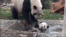 網友觀察熊貓日常生活　竟意外找出熊貓瀕臨絕種「真相」
圖／翻攝自寵萌部落格微博
https://www.weibo.com/2896250615/G4FL3ahzK?type=comment#_rnd1519656339580