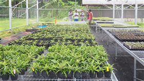 一年逾百人截肢　糖尿病成馬紹爾難題（2）馬紹爾有廣大海域資源，傳統以海鮮、椰子、麵包果為主食，但受美國文化影響，加上土壤不適合種菜，當地人多吃肉、澱粉，幾乎不吃蔬菜。台灣衛生中心和台灣農技團協助衛教，希望改變飲食觀念。中央社記者陳偉婷攝　106年12月24日