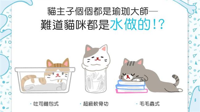 貓咪是水做的？「軟骨功」真相曝光