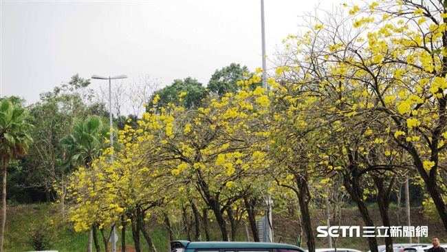 百花盛開爭豔　國道服務區成另類景點