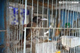 朱鸝,花蓮,保育類,鳥,動保法