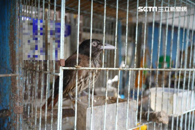 縣鳥「朱鸝」竟成籠中鳥　保七警救援