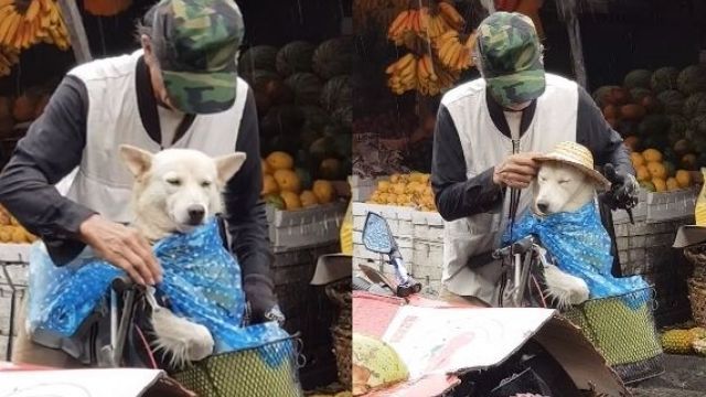 不顧全身淋濕！爺爺急幫「金孫」遮雨