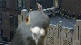 男女頂樓打野炮　重點被「鴿」馬賽克！賴銘偉：誰家養的？
突／翻攝自爆廢公社