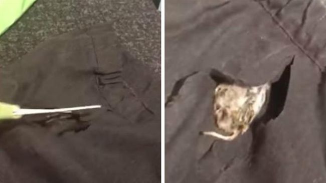 女童飄惡臭　媽剪開裙驚見藏死老鼠！