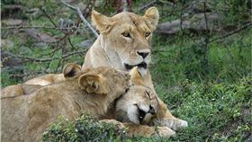 南非,獅子,野生動物保護區 ,普勒托利亞　圖／Pixabay
