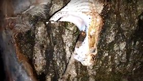 響尾蛇,料理,美食,油炸（圖／https://www.youtube.com/watch?v=5_82IIZsJBE）