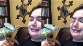 變色龍,舌頭,眼睛,眼球,寵物　圖／翻攝自YouTube