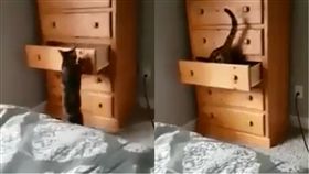 貓咪開抽屜（圖/翻攝自Sweet cats）