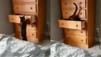 哆啦A夢真「貓」版　網：穿越了嗎？