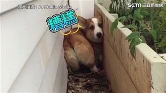 好奇柯基卡窄縫　超萌倒車術成功脫逃