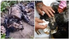 台中烏日一隻黑狗遭殘忍虐待（圖／翻攝自徐文良（徐園長護生園）臉書粉絲專頁）
