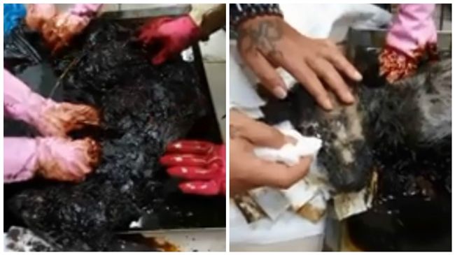 瀝青犬不敵病痛離世　救援爸淚流不止