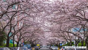 櫻花,賞櫻,韓國,釜山,南川洞櫻花道（圖／KAYAK提供）