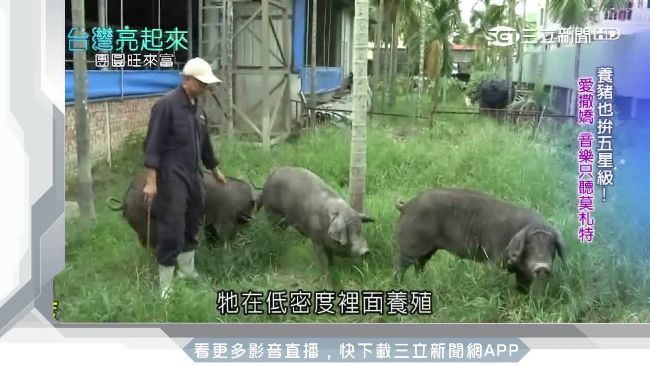 聽音樂吃酵母！鄉間木造肉舖養精品豬