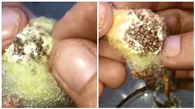 澳洲昆士蘭一名女飼主麗莎（Lisa）動手撥開蜘蛛卵囊接生（圖／翻攝自每日郵報）