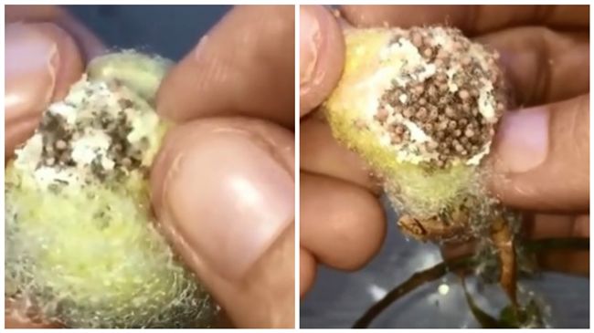猛女剝開卵囊　無數蜘蛛寶寶破卵而出