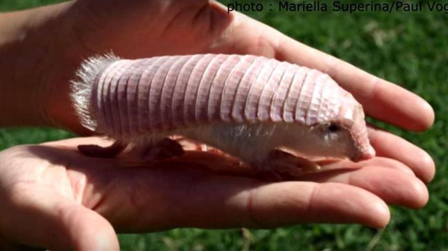 童撿Q萌「握壽司」生物…爸驚見拍掉