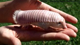 童撿Q萌「握壽司」生物…爸驚見拍掉