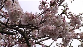 燈會、賞櫻遊客爆量！嘉義飯店一房難求