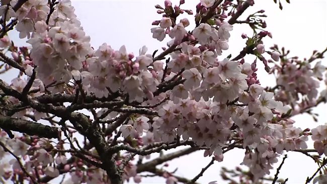 燈會賞櫻遊客爆量　嘉義飯店一房難求