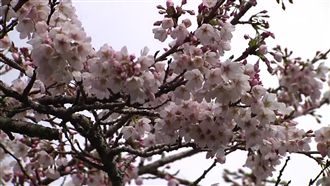 燈會賞櫻遊客爆量　嘉義飯店一房難求