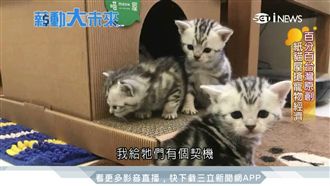 印刷廠二代以愛出發　開發紙貓屋商機