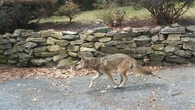 狼,土狼,coyote（圖／推特　https://twitter.com/Enrvgz/status/969276168787537920）