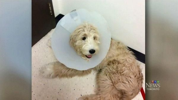 飼主負不出醫療費　愛犬竟遭診所扣留