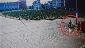 嘉義,民雄,農藥,毒狗,流浪狗,動物保護法,罰金,動物守護協會(圖/翻攝畫面)