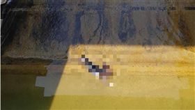 苗栗,三義鄉,鯉魚潭,水庫,溢洪口,女屍(圖/苗栗縣消防局提供)